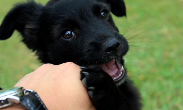 7 essentials before adopting a puppy