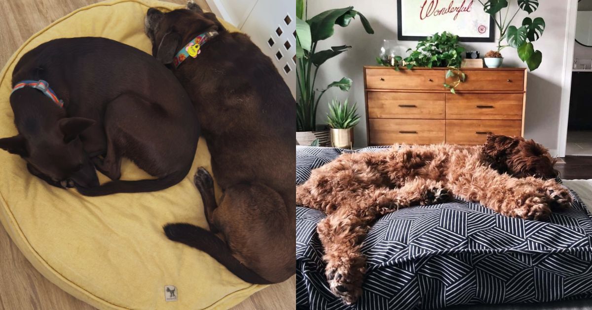 Two dogs curled together on a round bed beside a dog fully stretched out on a rectangular bed — choosing the right dog bed shape for how your dog sleeps