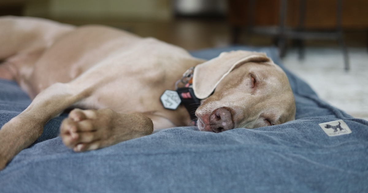Dog sleeping on a Molly Mutt Dragonstone organic dog bed cover — GOTS certified