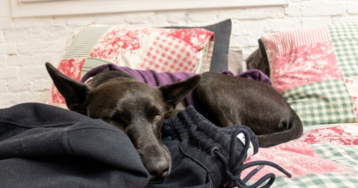 Martino, a podenco mix, sleeping on his owner's clothes &mdash; dogs instinctively seek out familiar scents for comfort