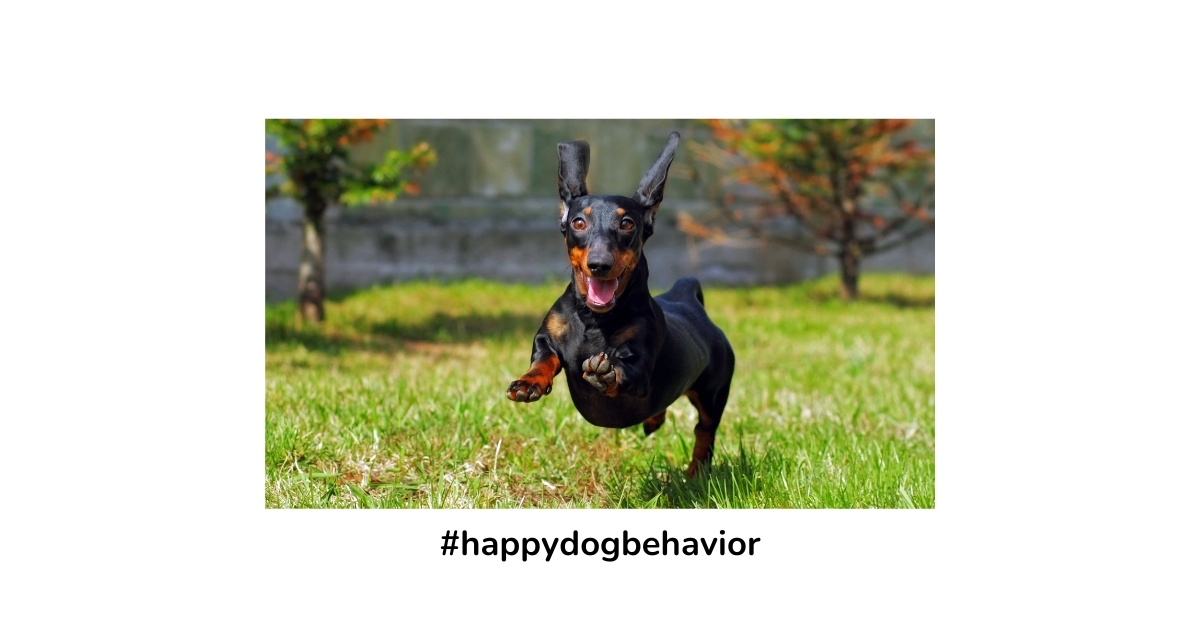 happy-dog-behavior.jpg