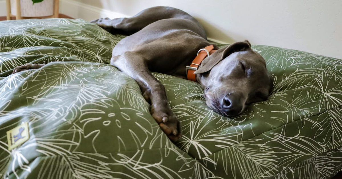 Molly Mutt funda de cama para mascotas sobre una cama para perros llena — alternativa sostenible a las camas para perros tradicionales