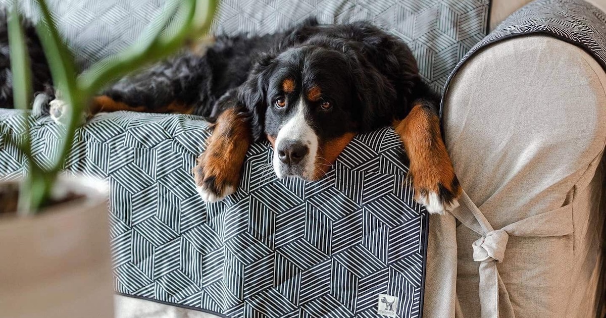 Wie man Haustierprodukte in Ihre Wohndekoration einbindet Couch-Überzug in Ihrer Dekoration