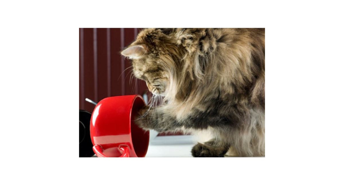 weird-things-cats-do-molly-mutt-europe-blog.png