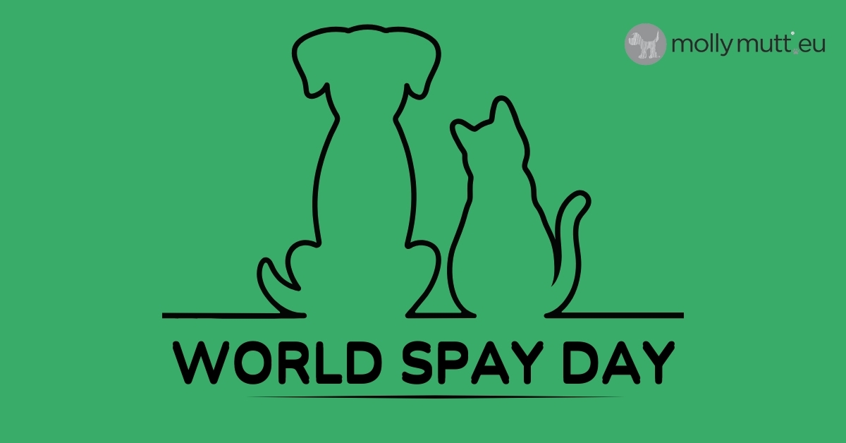 world-spay-day.jpg